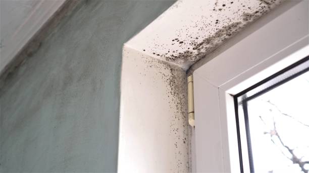 Best Mold Remediation for Healthcare Facilities  in Second Mesa, AZ