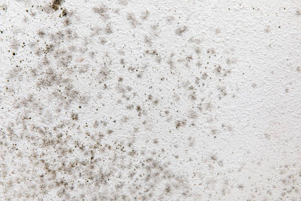 Best Environmental Consulting for Mold Prevention  in Second Mesa, AZ