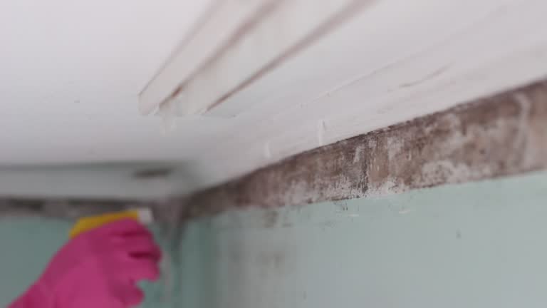 Professional Mold Removal in Second Mesa, AZ
